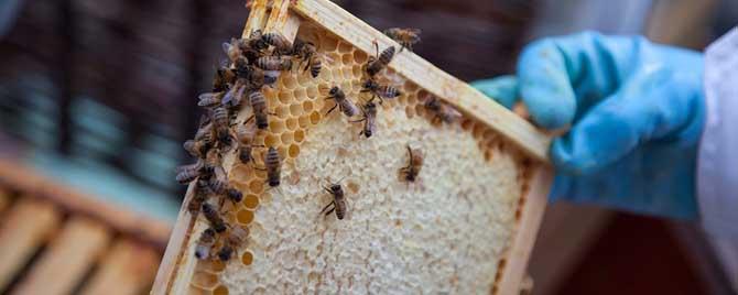 怎样保存巢脾才不坏 蜂巢脾保存方法