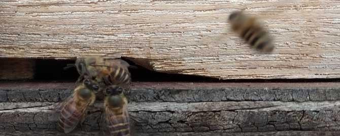 中蜂蜂箱怎样摆放 中蜂蜂箱怎么摆放