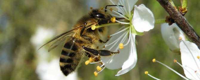 蜂毒的美容作用与功效有哪些 蜂毒护肤的作用与功效