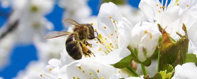 蜂毒会在体内滞留多久 蜂毒在体内能持续多久