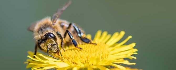 蜂毒对性功能的作用有哪些（蜂毒的功效与作用,蜂毒的副作用）