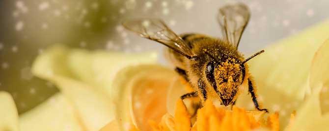 蜂毒进入人体的影响有哪些 蜂毒留在体内有危害吗
