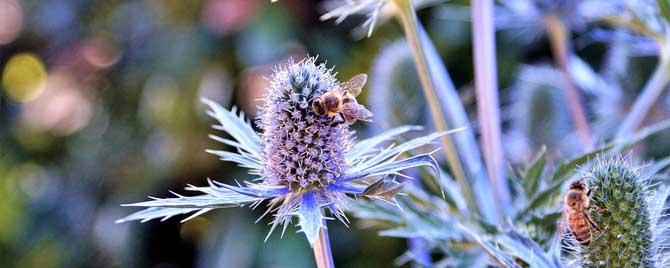 蜂毒能杀死癌细胞吗 蜜蜂毒素杀死癌细胞