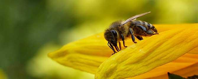 蜂毒疗法是骗局吗 蜂毒治疗癌症是真的吗