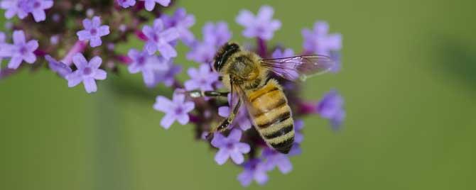 蜂疗能治强直性脊柱炎吗（强直性脊柱炎如何用蜂毒疗法吗）