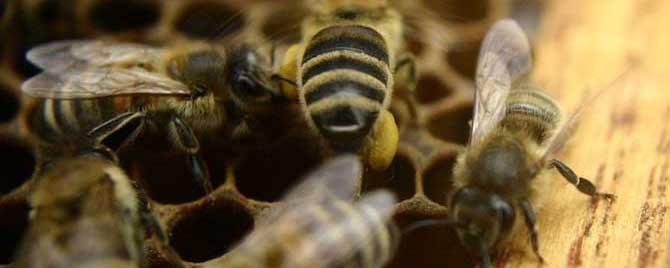 大蜂螨的克星是什么 什么是大蜂螨,怎么防治