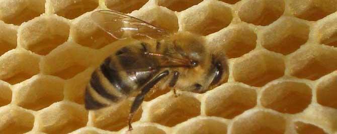 治蜂螨不伤蜂的方法有哪些 简单有效治蜂螨的方法
