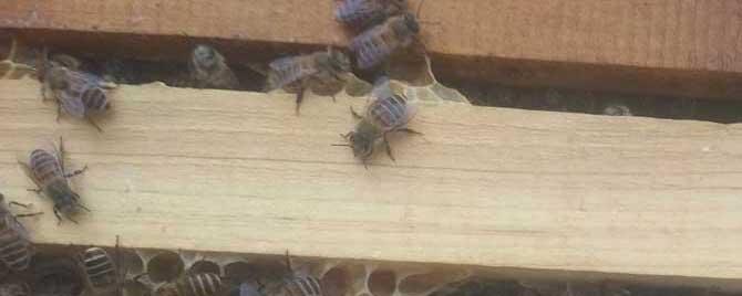 蜜蜂入冬后为什么有死蜂（入冬蜜蜂大量死亡）