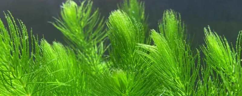 金鱼藻怎么种植（金鱼藻怎么种植繁殖）