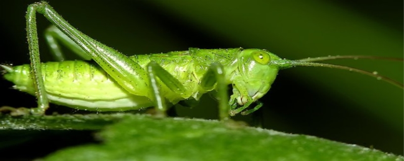 蝈蝈是益虫还是害虫（蝈蝈是益虫还是害虫_秒懂百科）