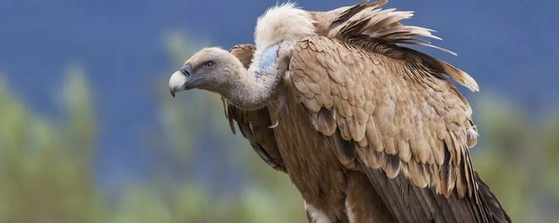 秃鹫是几级保护动物 秃鹰是几级保护动物