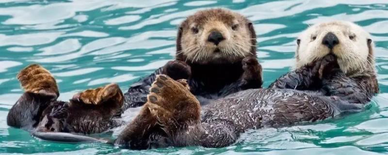 海獭能养吗 海獭能养么