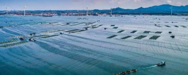 海洋牧场是什么意思 海洋牧场是干啥的