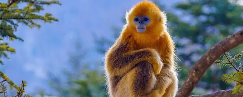 金丝猴为什么比别的猴子温顺（金丝猴为什么比猕猴温顺）