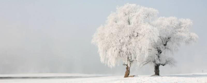 下雨有雾凇吗（下雪天有雾凇吗）