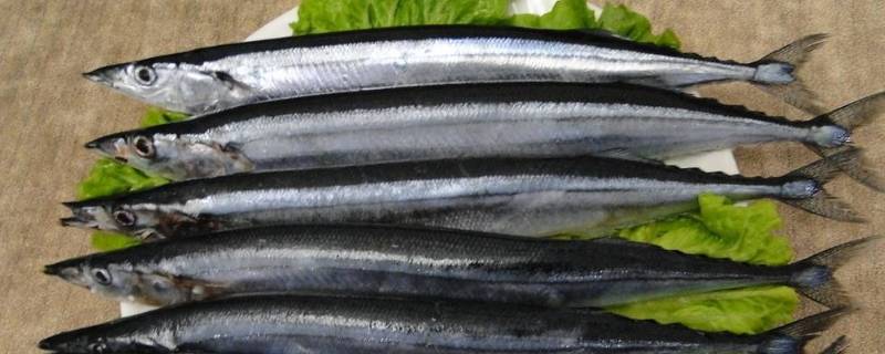 刀鱼一般分为哪几种（刀鱼的种类有哪些）