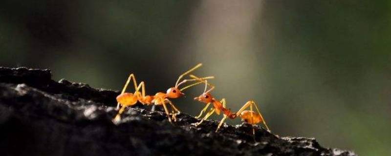 蚂蚁搬家的过程（蚂蚁搬家的过程20字）