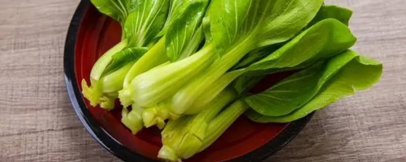 青江菜是什么菜?（青江菜和上海青）