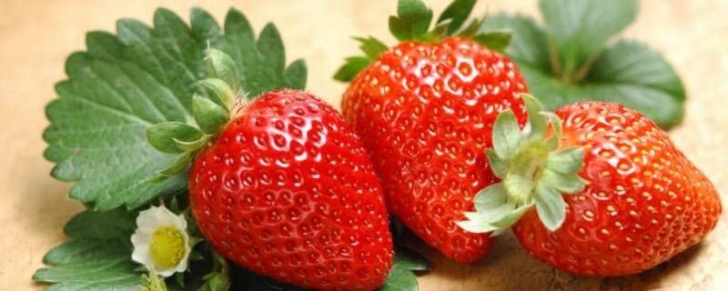 草莓上的小麻点是什么 草莓上的小麻点是什么作用