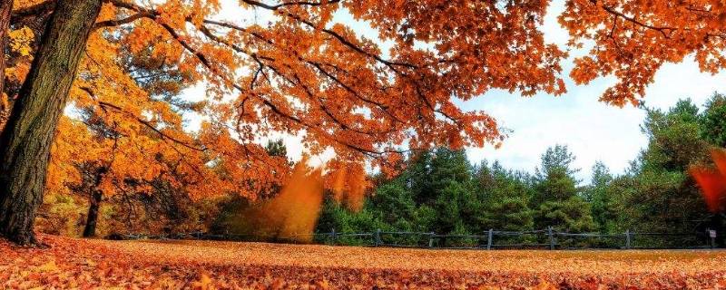 秋天的主题标语（以秋天为主题的标语）