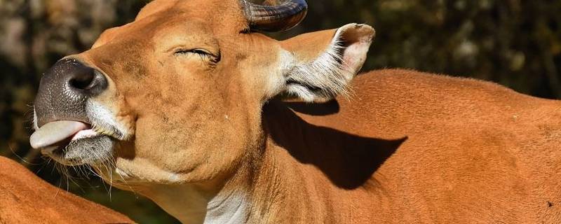 牛的舌头有什么用处（牛的舌头有什么作用?）