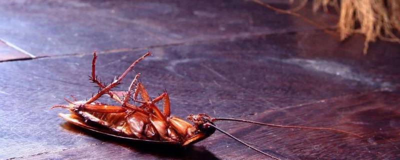 家里有蟑螂怎么灭绝 怎么彻底灭掉家里的蟑螂