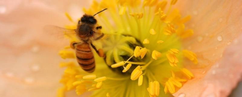 花粉里面有什么 花粉里面有什么东西