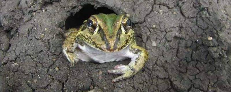 蛙的冬眠是什么行为 蛙需要冬眠吗