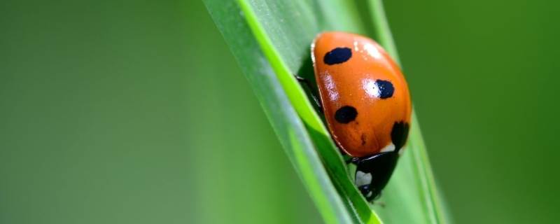 哪些昆虫有装死的本领 昆虫的装死昆虫特点