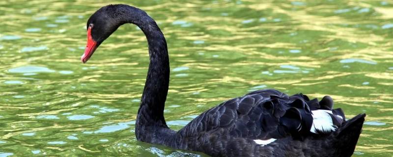 黑天鹅属于几级保护动物 黑天鹅是国家几级动物
