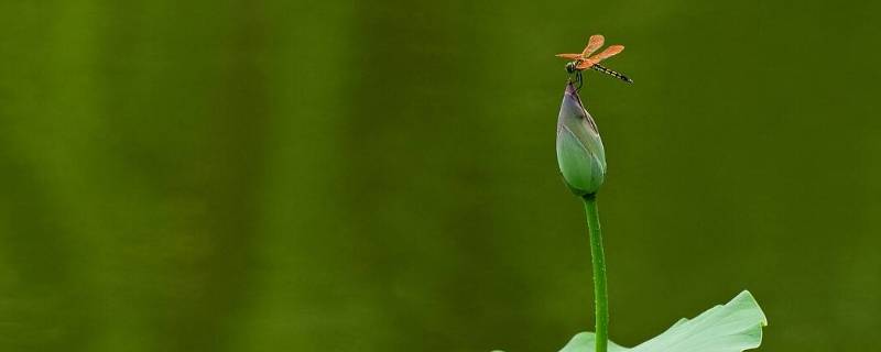 小荷才露尖尖角是哪个节气（小荷才露尖尖角是什么节气）