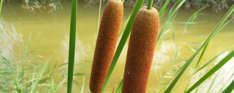 蒲儿菜又叫什么 蒲儿菜又叫什么野菜