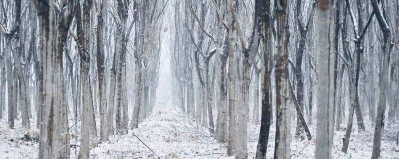 初雪寓意（初雪的特殊寓意是啥）