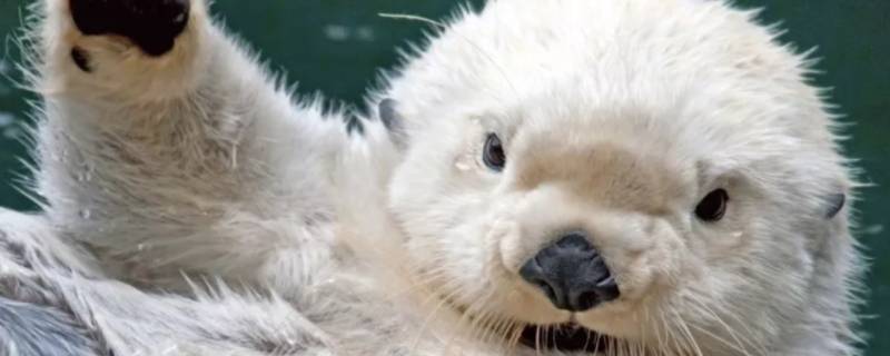 海獭吃什么 海獭吃什么食物