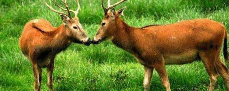 麋鹿和驯鹿的区别（麋鹿还是驯鹿）
