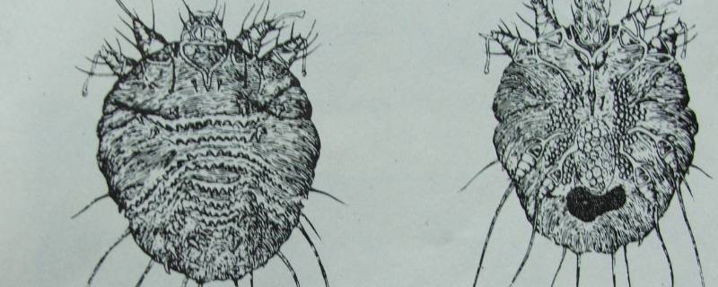 如何清理房间疥虫 家里有疥虫怎么消毒