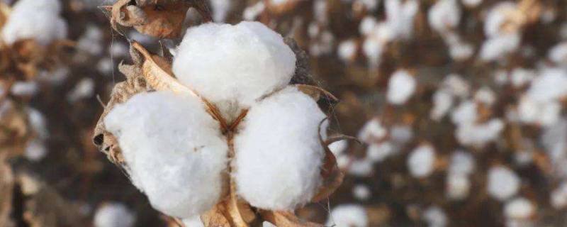 棉桃是什么东西 桃皮棉是什么棉