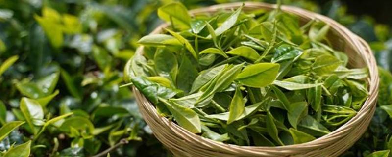 普洱茶知识 普洱茶知识100问