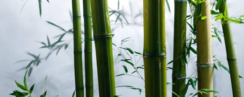 竹子的基本常识 竹子的小知识