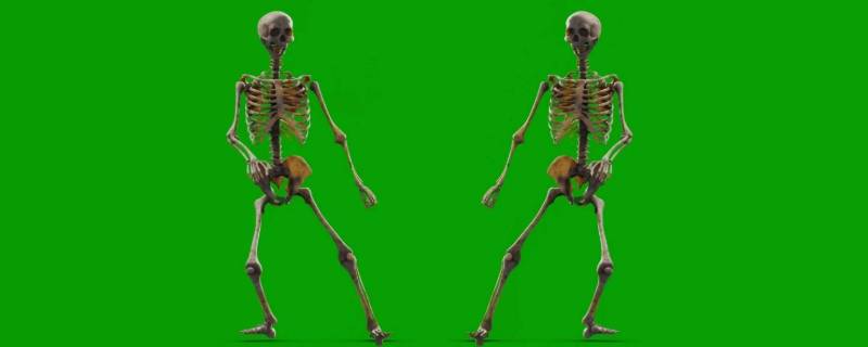 大骨架和小骨架的区别（拉布拉多大骨架和小骨架的区别）