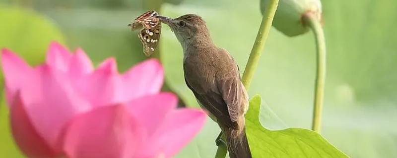 鸟和昆虫有什么不同 鸟和昆虫是一类吗