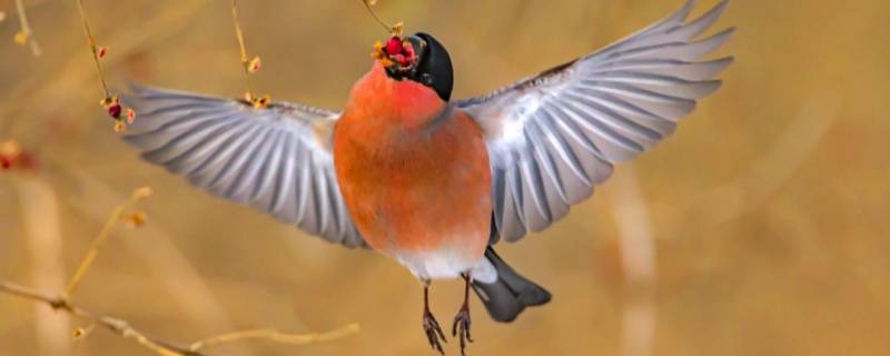 灰雀的特点 灰雀的特点及生活