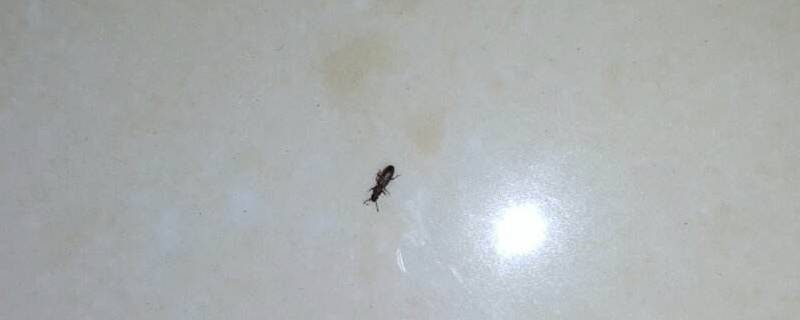 书虱是怎么进入家里的 家里出现书虱
