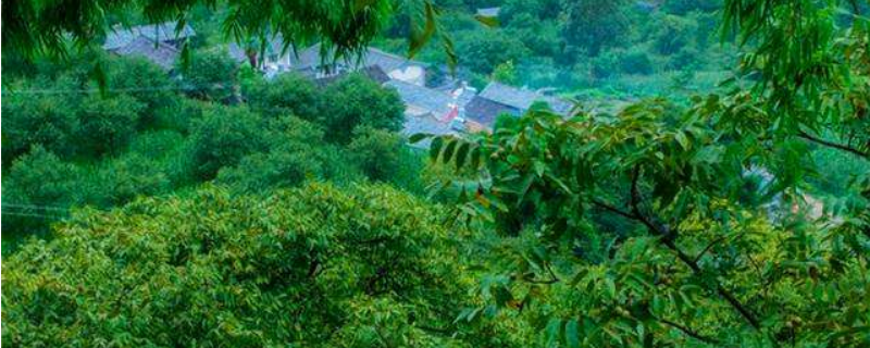 葱葱茏茏和葱葱笼笼哪个对 葱茏与葱笼