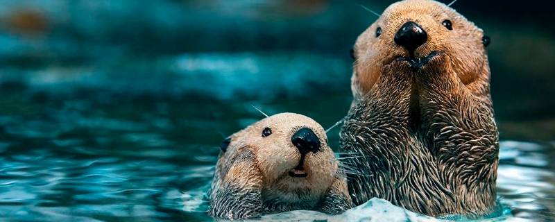 海獭是保护动物吗 海獭是濒危动物吗