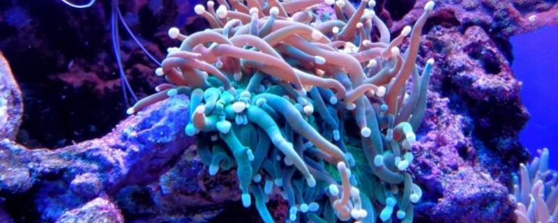 珊瑚会动吗 珊瑚会摆动吗