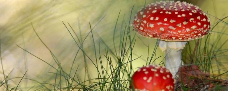 什么是迷幻毒蘑菇中的主要成分（什么是迷幻魔菇中的主要成分）