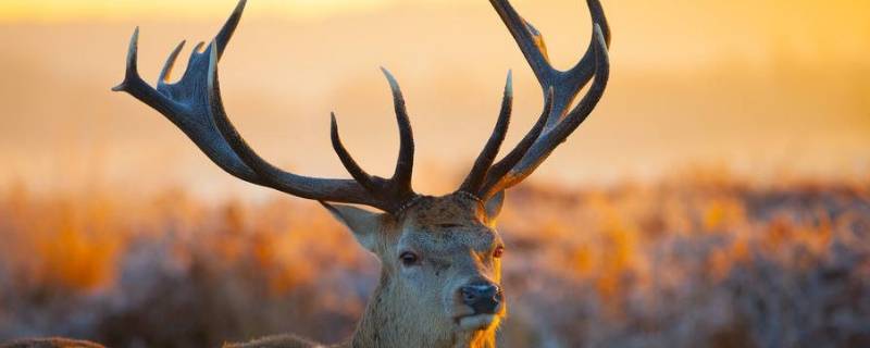 圣诞节是麋鹿还是驯鹿 圣诞节的是麋鹿还是驯鹿