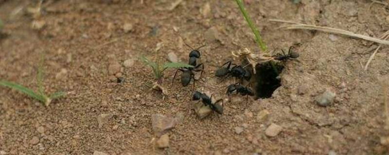 观察蚂蚁是科学研究吗（观察蚂蚁会发现什么）