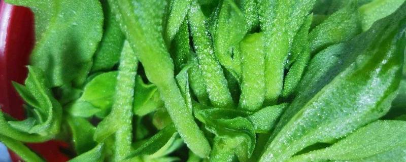 过年备什么蔬菜（过年准备什么菜菜）
